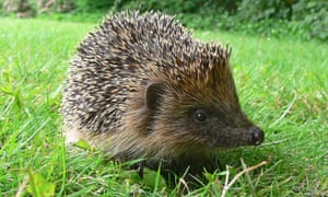 Hedgehogs were spotted in fewer gardens for the third consecutive year in the RSPB’s annual survey.