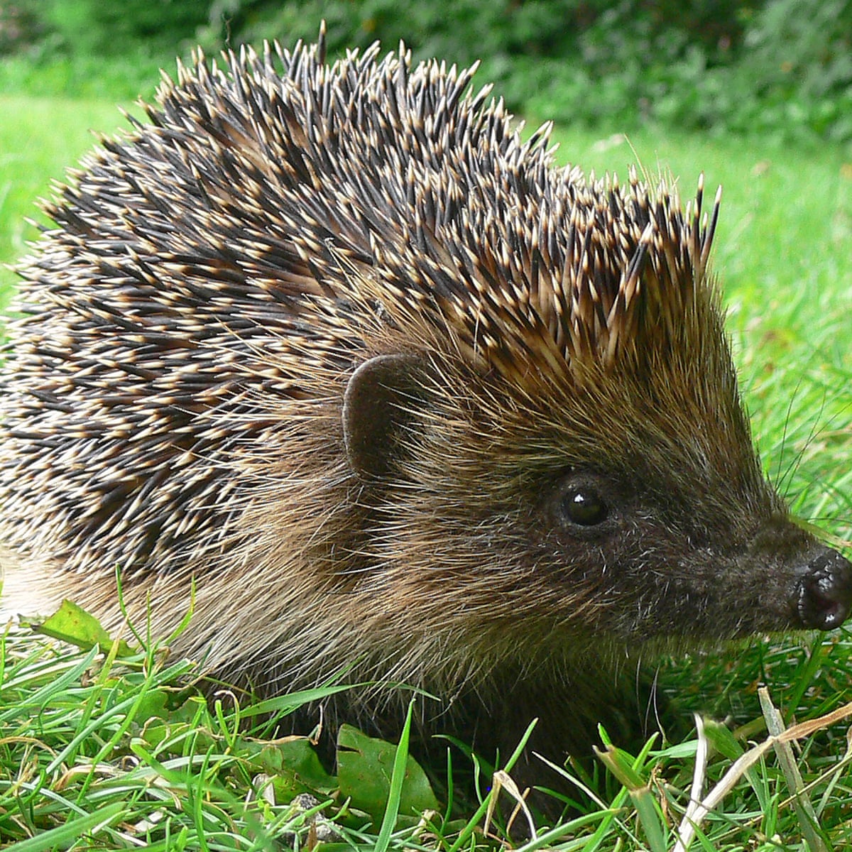 Hedgehogs at risk from food scarcity, habitat loss and badgers | Wildlife |  The Guardian