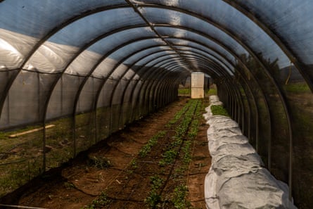 View from inside a tunnel greenhouse on the farm. An irrigation line can be seen in the dirt.