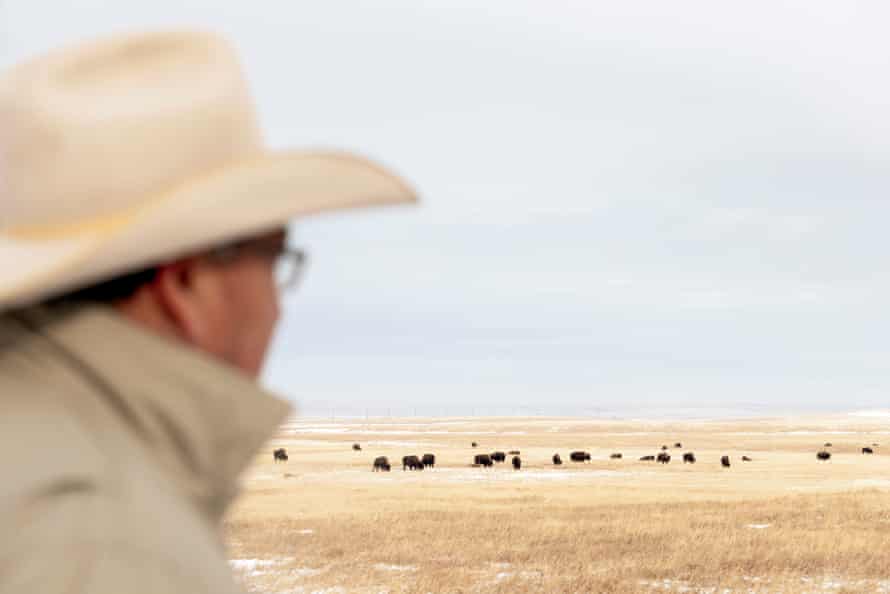 Ervin Carlson est membre de la Blackfeet Nation dans le Montana et le chef du programme Blackfeet Buffalo.  Il gère le troupeau de bisons Blackfeet existant, qui est utilisé à des fins culturelles et dans la réserve pour nourrir les nécessiteux.