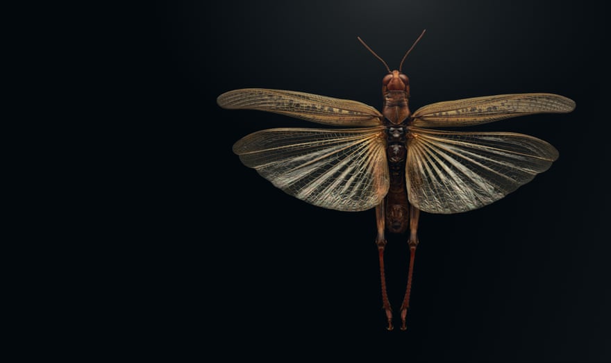 Rocky Mountain locust (Melanoplus spretus)