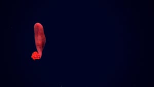 Red floating USO (Unidentified Swimming Organism).
