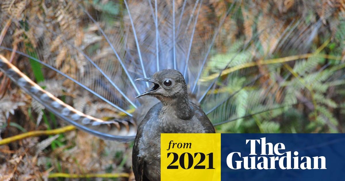 HIE  The courtship lyre: why male lyrebirds mimic an alarming cue