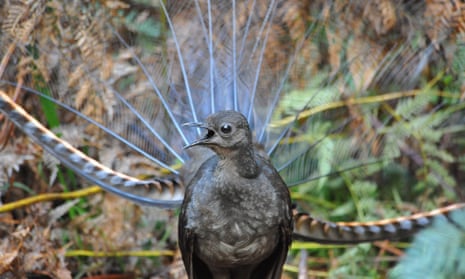 A male superb lyrebird.