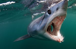 The shortfin mako shark are valued for both their meat and fins