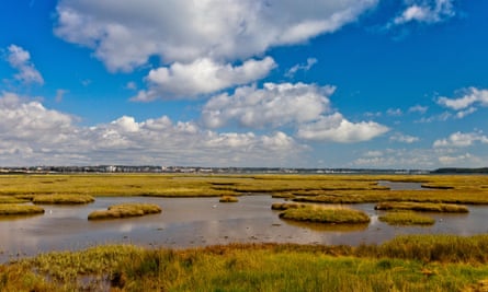 Egrets feeding in the mudflats at Arne in 2015.