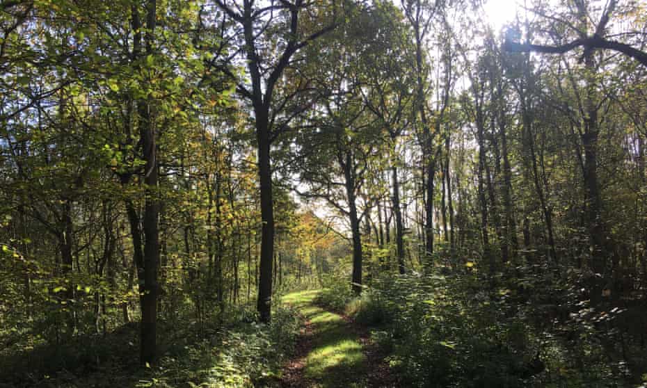 Wolford Wood,Warwickshire