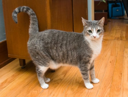 Tom Perkins’ cat Ling-Ling, whose blood contained PFAS chemicals.
