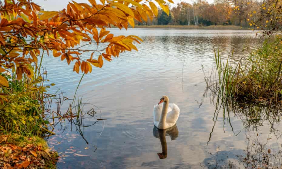 Autumn at Virginia Water Lake Virginia Water Surrey England, UK.