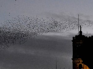 Starlings at sunset in central Rome, Italy
