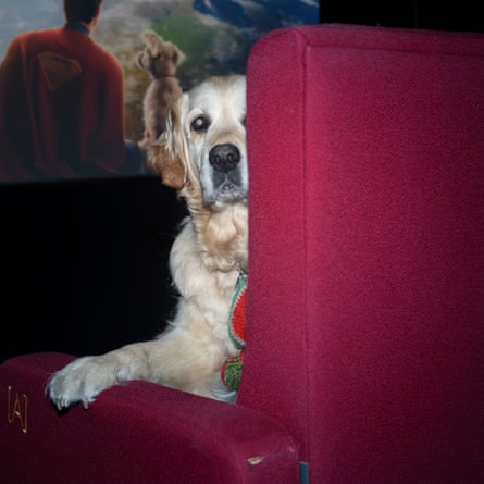 A golden retriever-like dog sitting in front of the screen, in a red seat, inside the Curzon cinema in Victoria, London