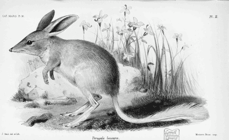 Illustration of a lesser bilby (Macrotis leucura) by Thomas Oldfield