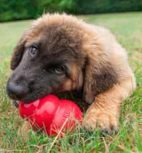 Leonberger puppy chews on a red Kong toy.
