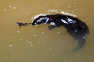 A smooth-coated otter nudges a frog in a canal in Singapore