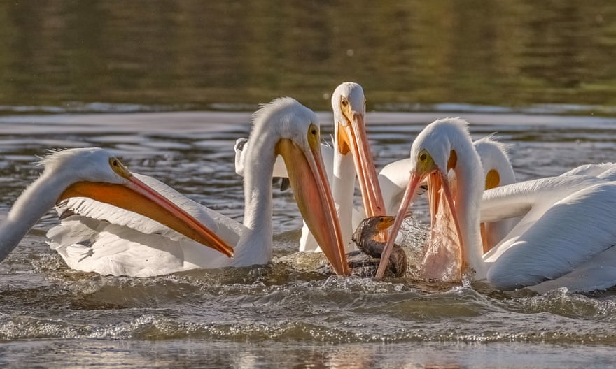 Pelicans and a cormorant