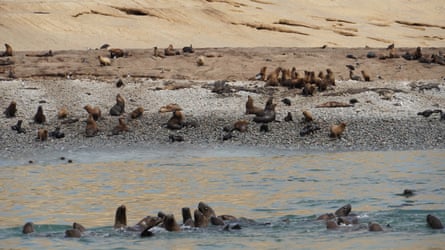 South America sea lion colony on the Isla San Gallán in the Paracas national reserve in Peru