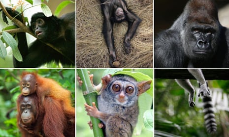 More than half of all apes, monkeys and other primates at risk of