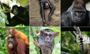 Image result for primates habitat issues