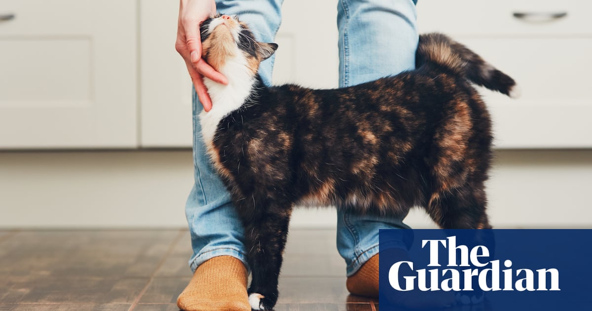 Tell us about your cat disputes with your neighbours