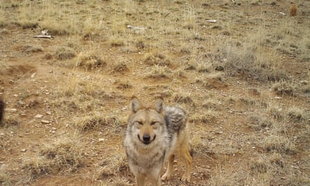 a wolf looking at a camera