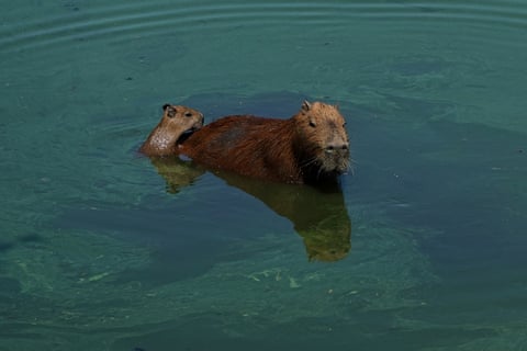 Uma capivara e seu filhote se refrescam no rio Pinheiros, em São Paulo, Brasil.