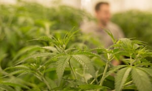 Marijuana plants
