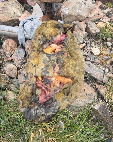 A seal skin stuffed with bird meat lying on rocks on the ground