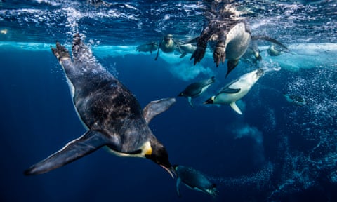 emperor penguins swim in antarctic waters