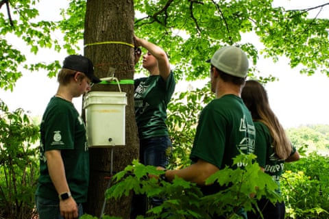 Students tap a tree for maple syrup in Randolph, Vermont, on 20 May 2024.