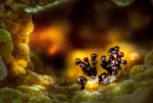 Strange And Beautiful Things Under A Microscope In Pictures Environment The Guardian Strange And Beautiful Things Under A Microscope In Pictures Environment The Guardian