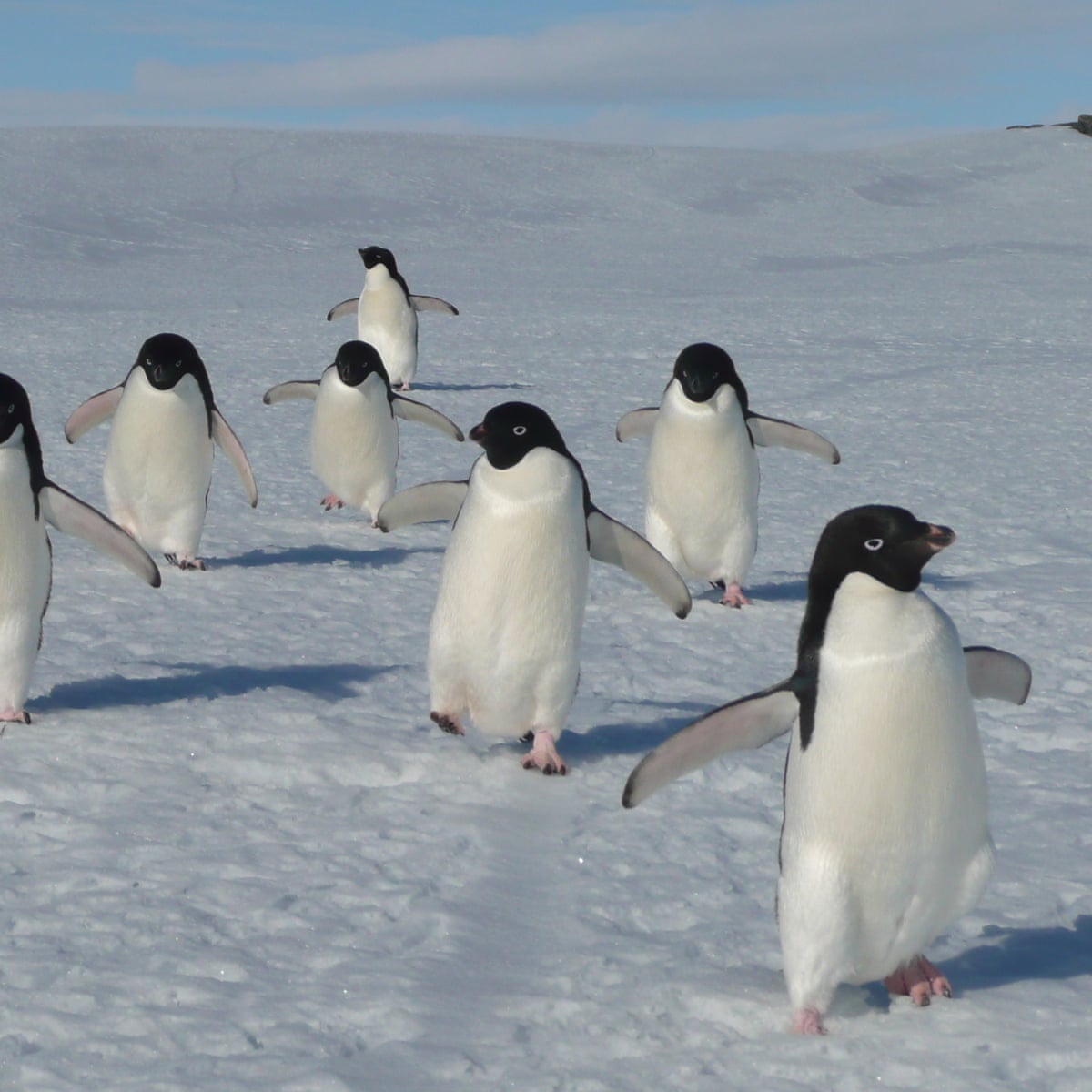 Australian scientists observe 'rapid' decline in Adélie penguin numbers off  Antarctic coast | Antarctica | The Guardian
