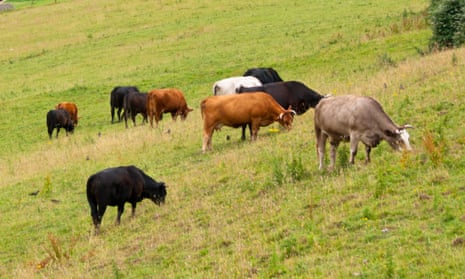 Livestock are a leading source of the rise in methane levels.