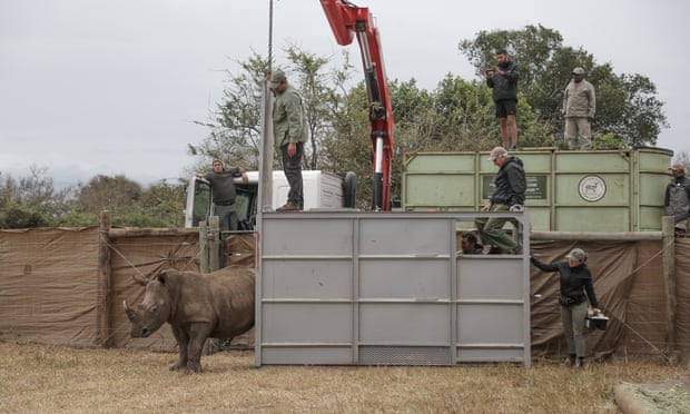 A white rhino is released into a temporary enclosure in Phinda private game reserve for quarantine ahead of the move to Rwanda.