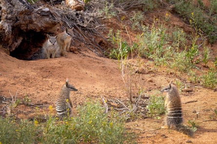 Numbat quadruplets emerge from their den at Mallee Cliffs national park, NSW, Australia