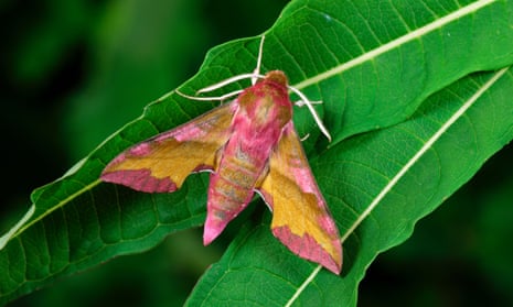 Why moth-trapping makes my heart flutter, Martin Wainwright