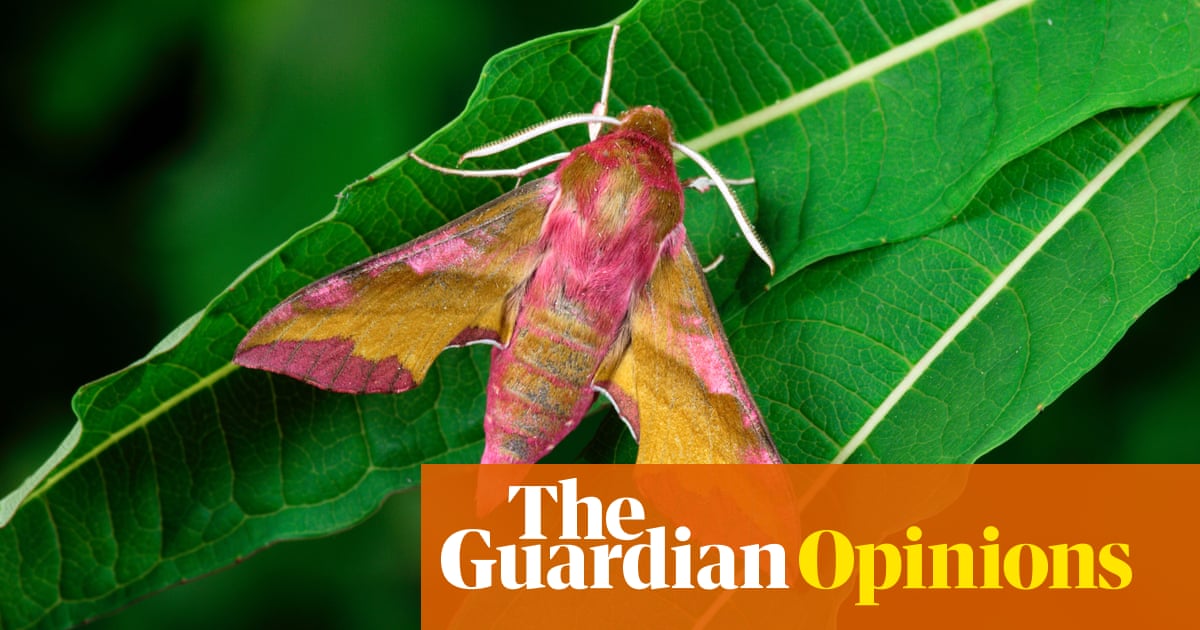 The Guardian view on moth-watching pleasure: the pest and the beauty