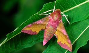 Small elephant hawkmoth.