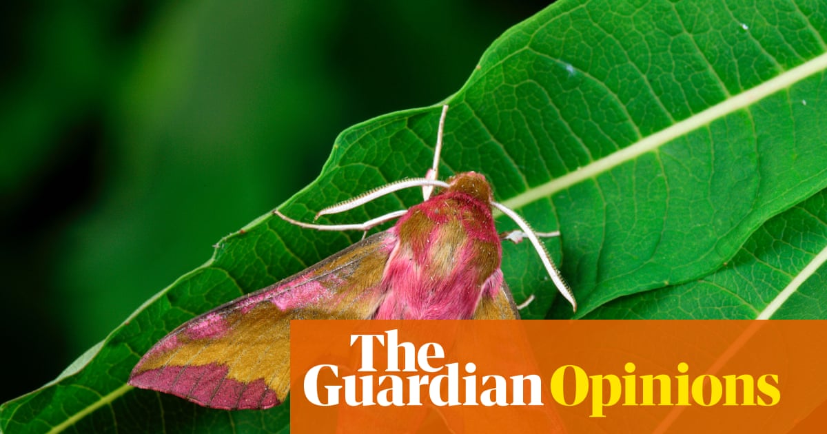 Forget birdwatching, I’m into moth-watching: they’re fascinating and misunderstood insects | Helen Pilcher