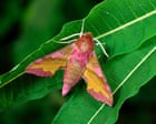 Forget birdwatching, I’m into moth-watching: they’re fascinating and misunderstood insects | Helen Pilcher