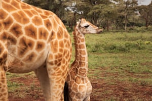 Giraffes give birth standing up, requiring the newborn to fall approximately two metres to the ground. But within the first hour a newborn can already stand up and run