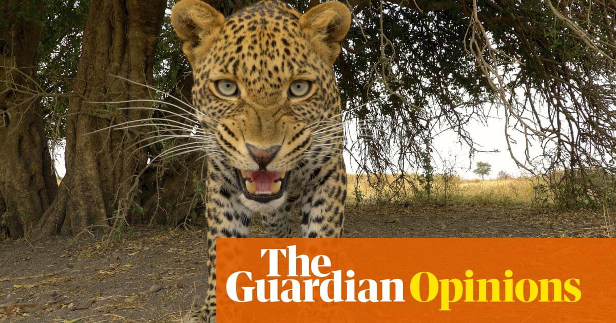 Serengeti is testing our love of wildlife documentaries to the limit | Stuart Heritage