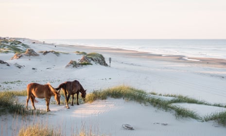 Sea horses: grazing on the remote Outer Banks. 
