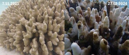 Images showing the bleaching and death of coral off Heron Island from 2021 through to February.