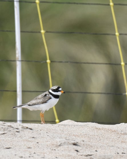 Ringed plover in a nest protection area