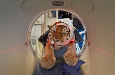 An unconscious tiger is seen face-on from inside a CT scan chamber