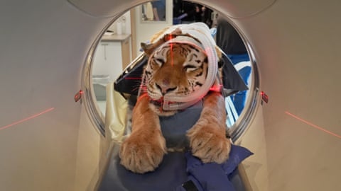 An unconscious tiger is seen face-on from inside a CT scan chamber
