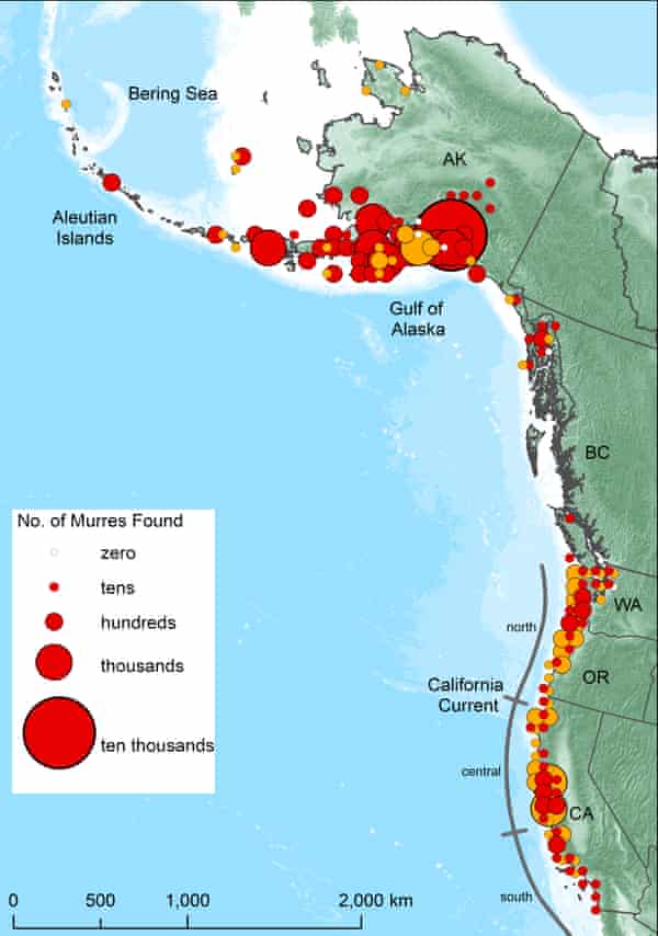 A map of the west coast of North America show the extreme mortality of murres, seabirds who died in mass from a giant heat blob.