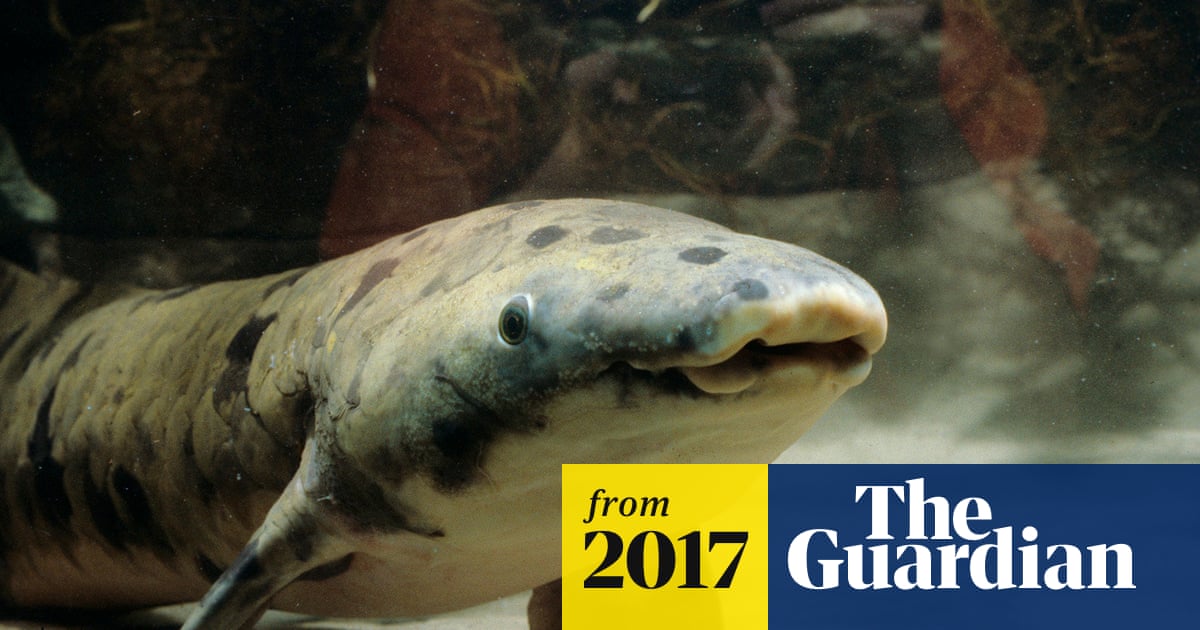 Granddad The Lungfish The Oldest Fish In Captivity Euthanised granddad the lungfish the oldest fish