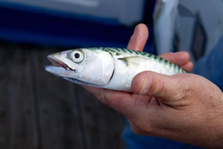 Mackerel fishing is vital for the UK industry, while the fish also feeds dozens of maritime species.