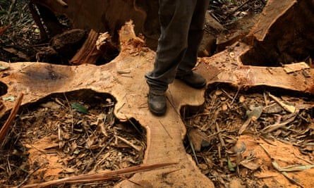 A chainsaw operator stands on the cut roots of a Shiwawaco tree during a forest management project in Inapari, Peru